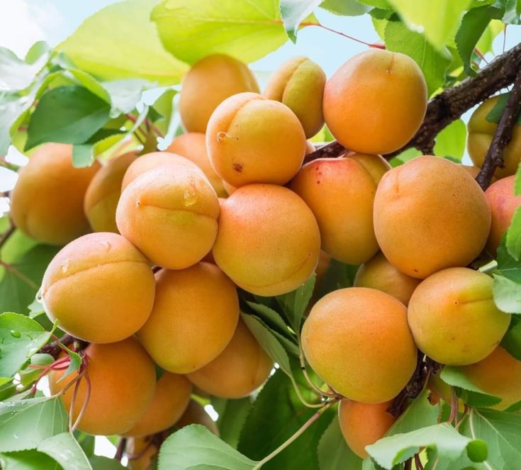 Naturel Sarı Kayısı (1 KG)